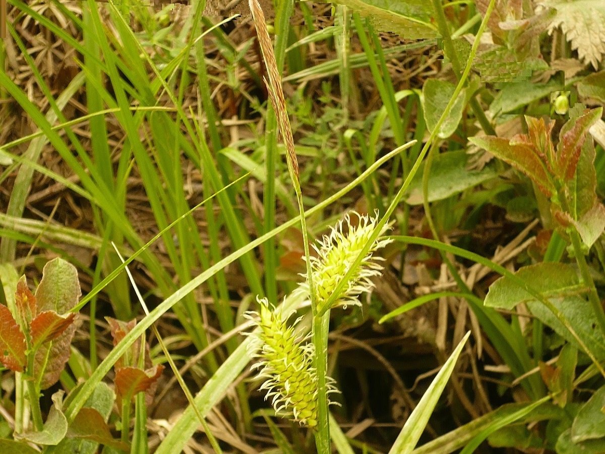 Carex vesicaria (Cyperaceae)